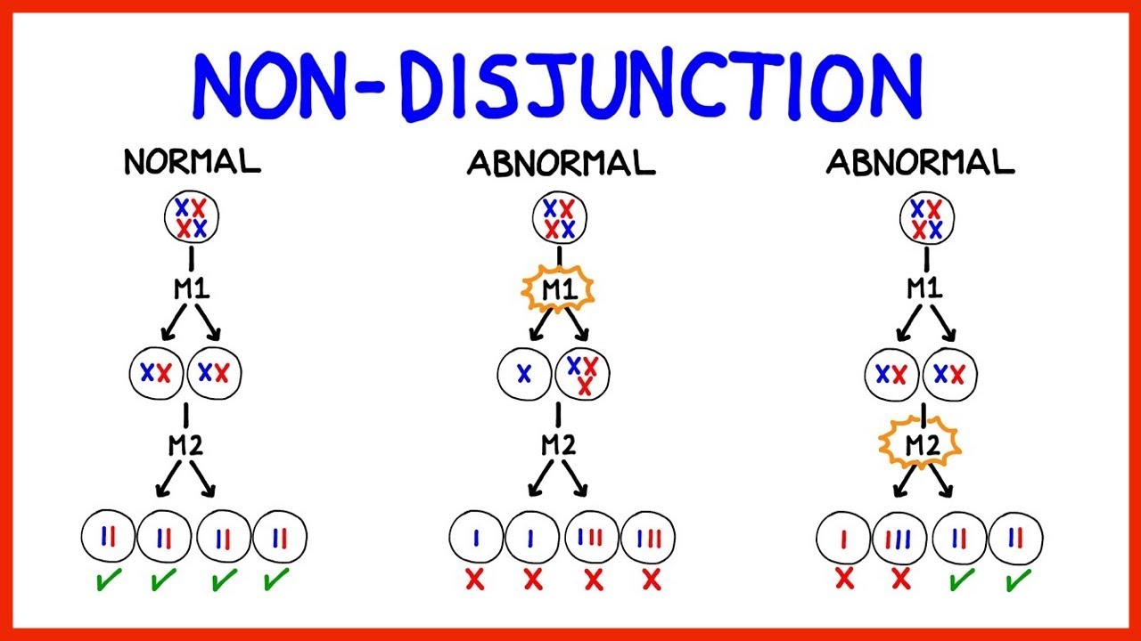 <p>: the failure of chromosomes to separate normally during meiosis or mitosis</p><ul><li><p>In meiosis, creates gametes with abnormal number of chromosomes</p></li><li><p>If normal gamete (n) fuses with gamete that has an extra chromosome (n +1), the zygote will have three copies of that chromosome - trisomy</p></li><li><p>If normal gamete (n) fuses with gamete missing a chromosome (n -1), the zygote will have one copy of that chromosome - monosomy</p></li></ul>