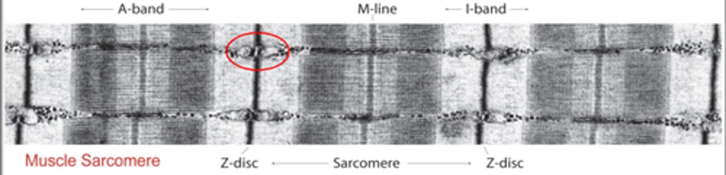 <p>3. Z - line (inter disc)</p><p>4. I band - isotropic (light)</p><p>5. A band - anisotropic (dark)</p><p>6. H-zone = clear</p><p>7. M-line = middle</p><p>8. Triad = region where t-tubule interacts with 2 regions of SR</p>
