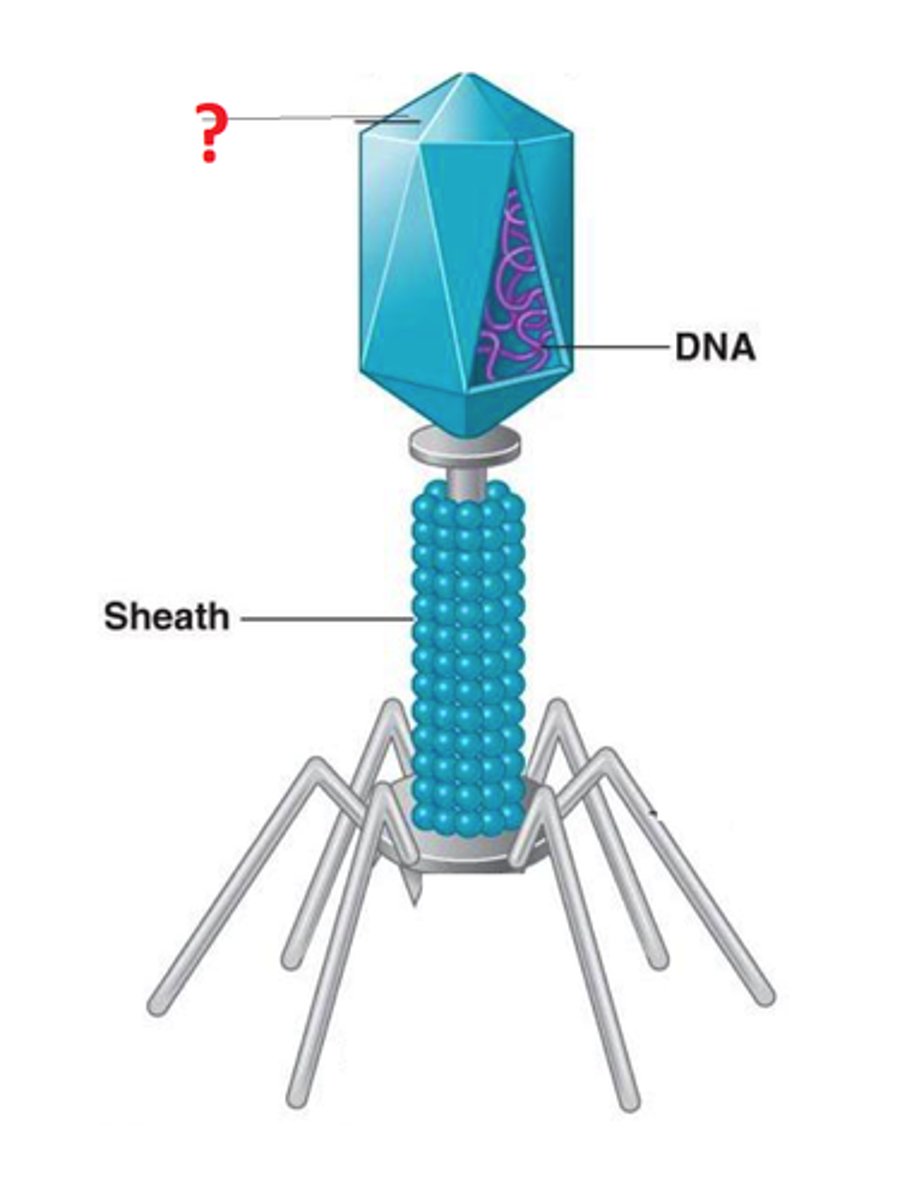 <p>protein shell or coat that encloses nucleic acid genome</p>