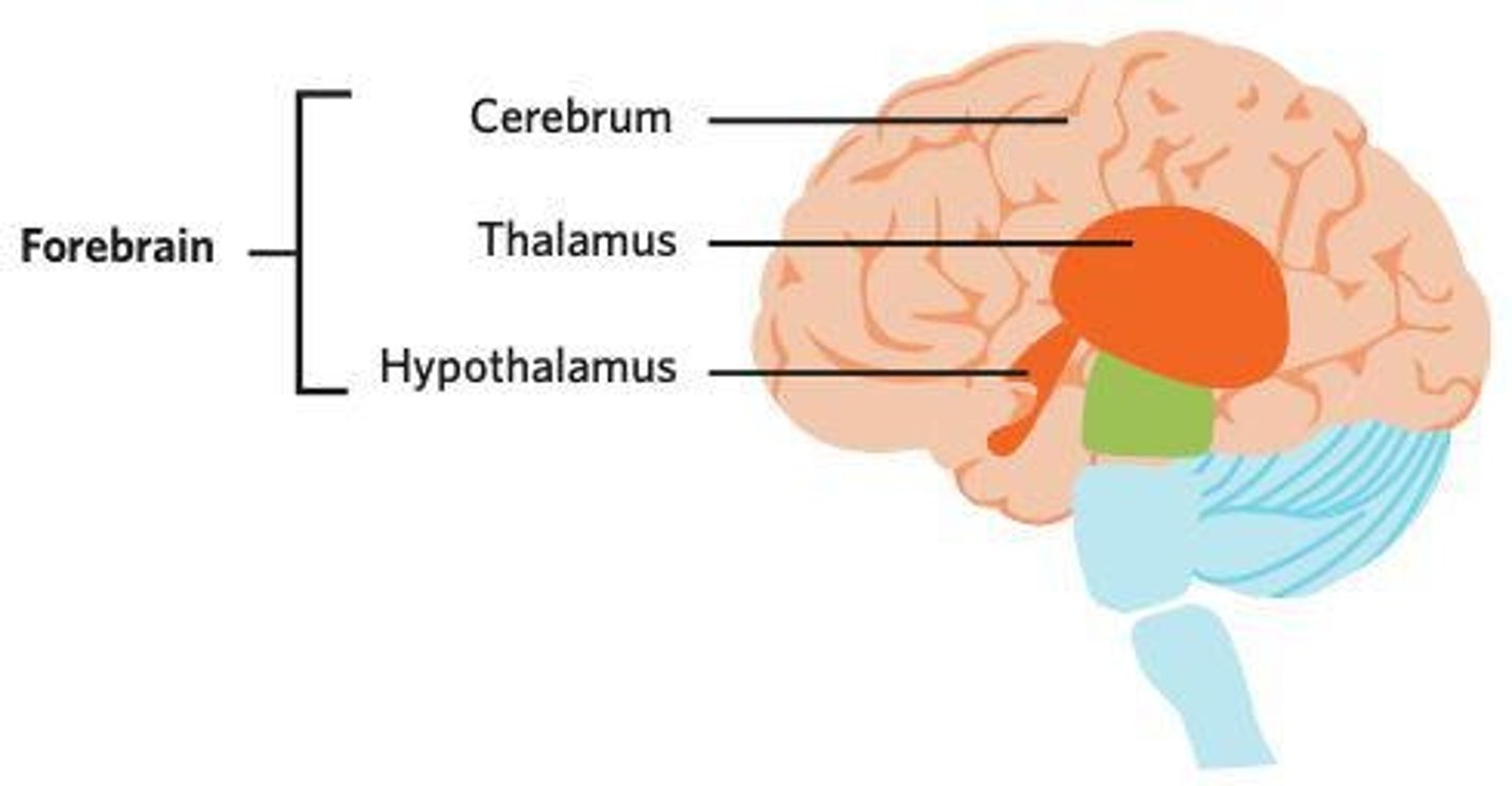 <p>Hypothalamus, thalamus, and cerebrum</p>