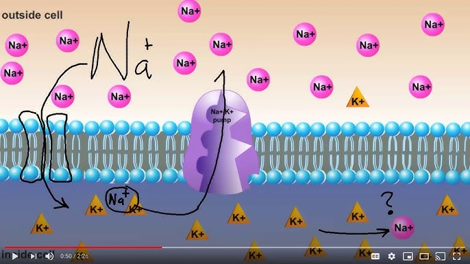 <p>Through selective permeability, only allowing <strong>small</strong>, <strong>non-polar</strong> molecules to diffuse through without the help of proteins. This is because the fatty tails facing inwards of the phospholipid bilayer are hydrophobic, and non-polar themselves</p>