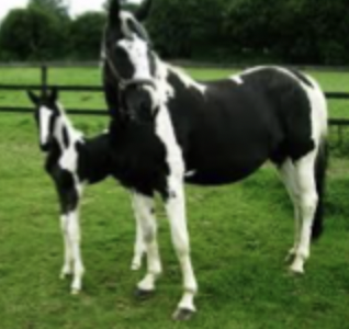 <p>black and white patches</p>