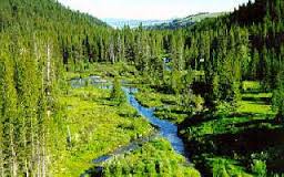 <p>What biome:</p><ul><li><p><span style="color: rgb(0, 0, 0)">Largest terrestrial biome on earth across North America and Eurasia – Boreal Forest</span></p></li><li><p><span style="color: rgb(0, 0, 0)">Cone bearing trees dominate plant life – pine, Spruce, fir, hemlock</span></p></li><li><p><span style="color: rgb(0, 0, 0)">Diverse animal life, bears, tigers (Siberia)</span></p></li><li><p><span style="color: rgb(0, 0, 0)">Moderate rainfall from 30 to 70 cm,  In the Pacific Northwest of North America</span></p></li></ul>