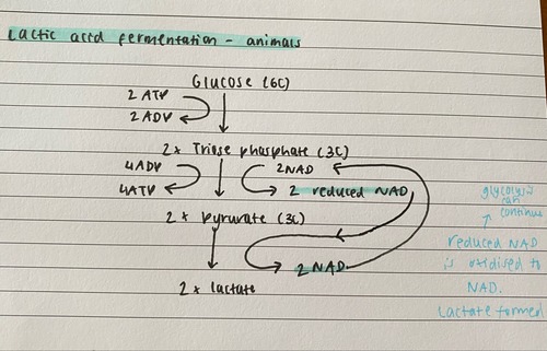 anaerobic respiration in animals.
reduced NAD is oxidised so glycolysis can continue.