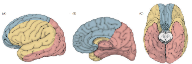 <p>Describe which arteries are being supplies to each highlighted section</p>