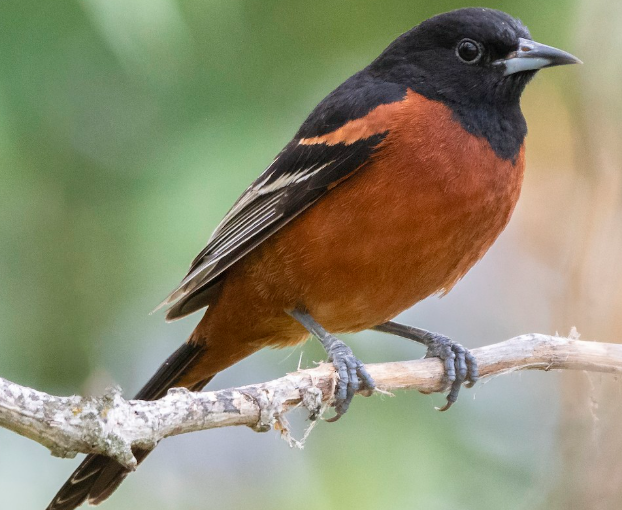 <p>What bird is this? </p>