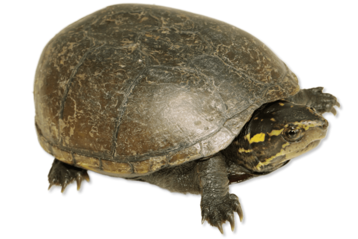 Common Mud Turtle