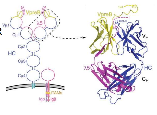 <p>what lymphocyte is this?</p>