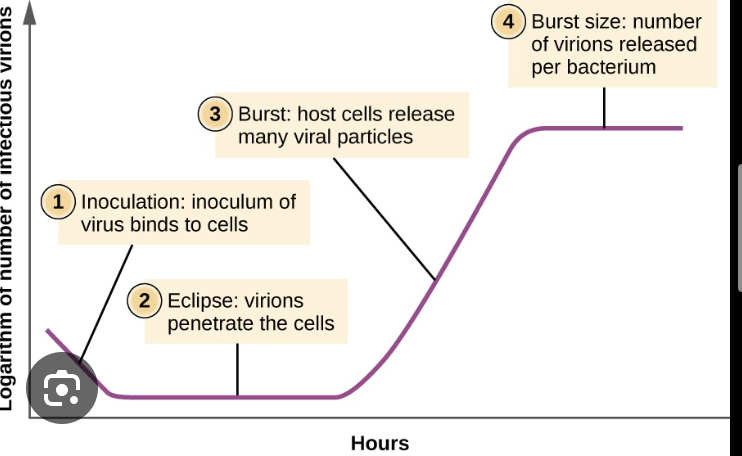 <ul><li><p>eclipse period: viruses bound to host cells, and are making proteins, genomes and assembling particles. No free virus can be detected</p></li><li><p>rise period: bacterial cell lysis. bacteriophage is making more copies of phages, virions bursting out of cell. A large amount of free packaged virus can be detected</p></li><li><p>curve plateaus when cell lysis is complete</p></li></ul>