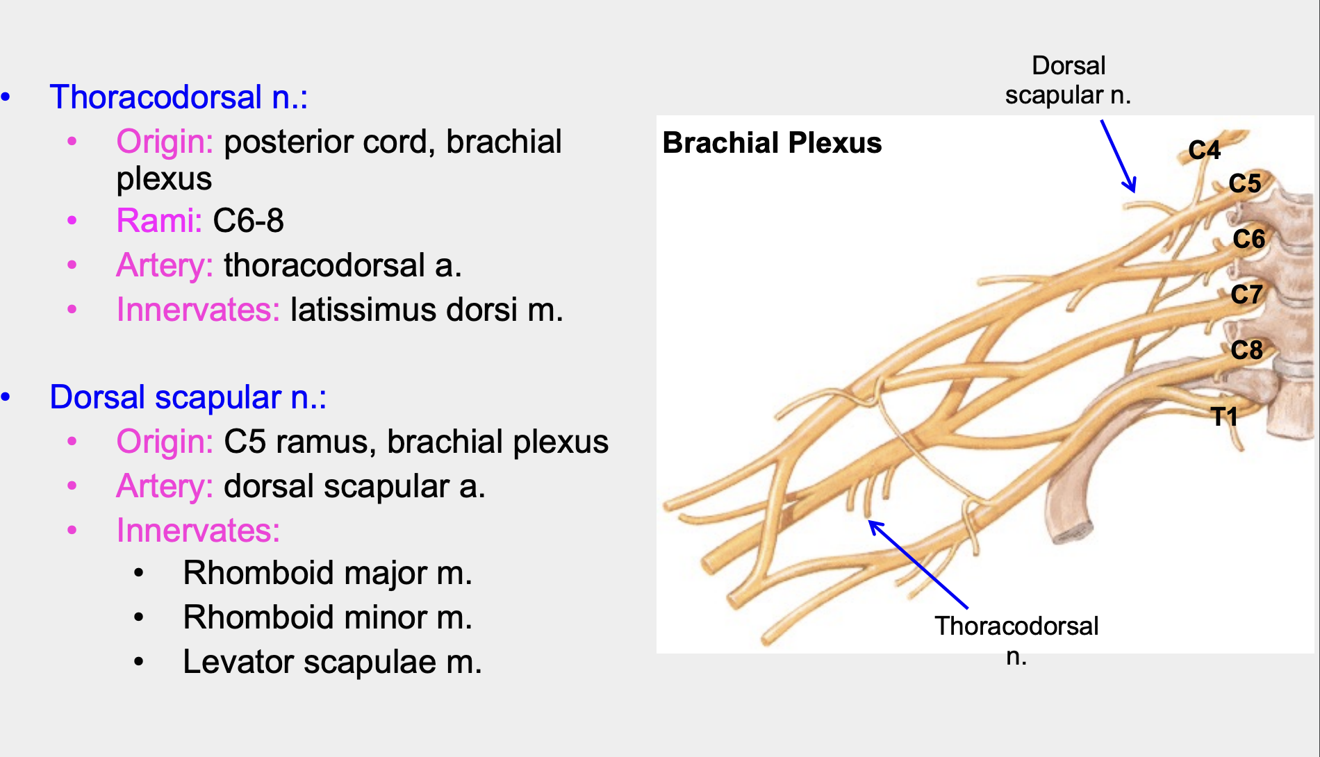 posterior cord of brachial plexus