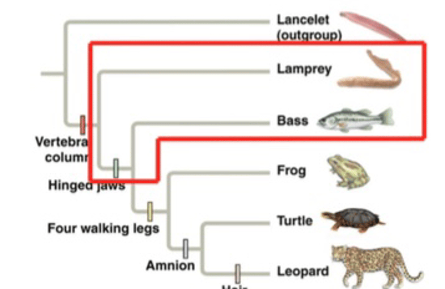 <p>Fish</p>
