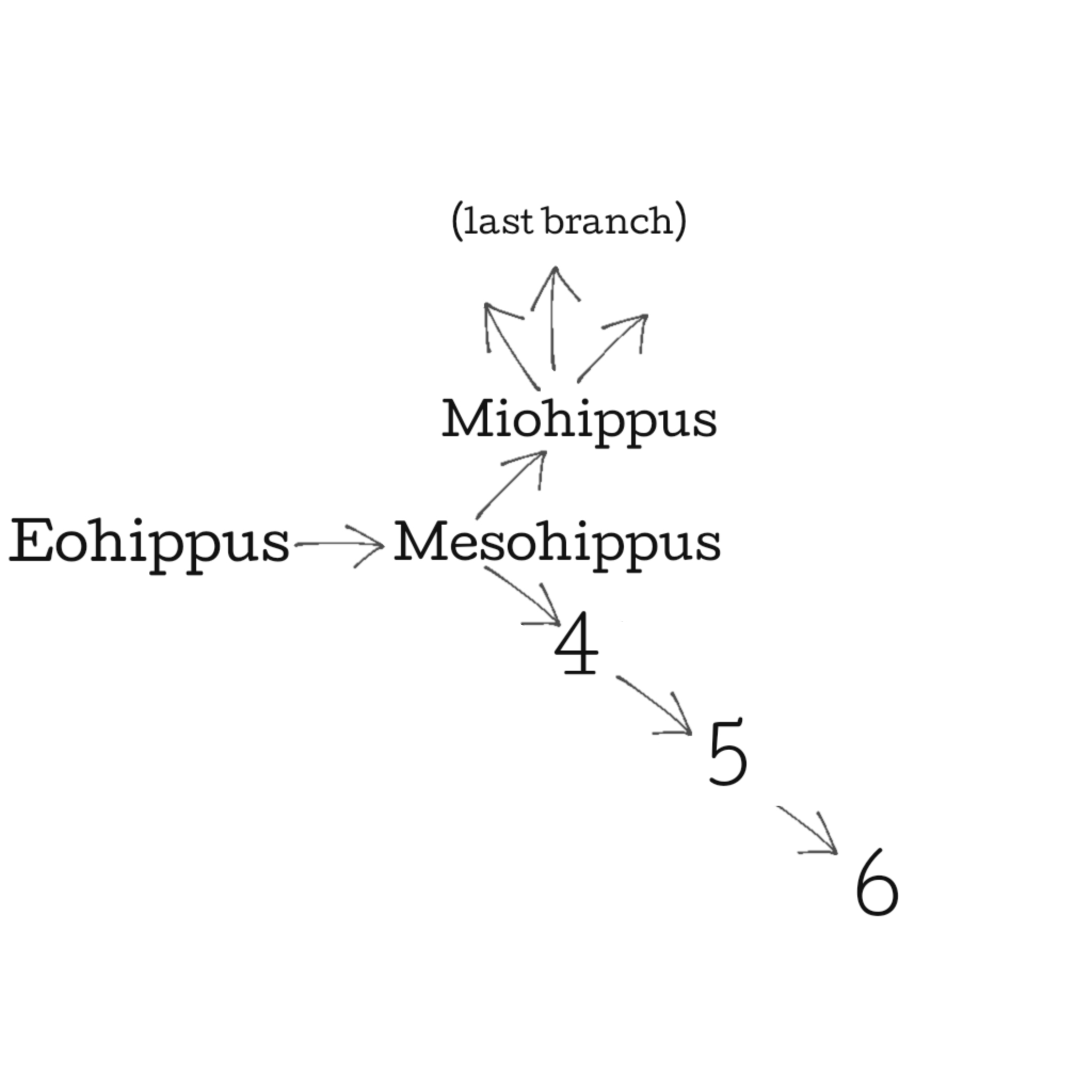 <p>What does the Merychippus branch off to (#5)? </p>