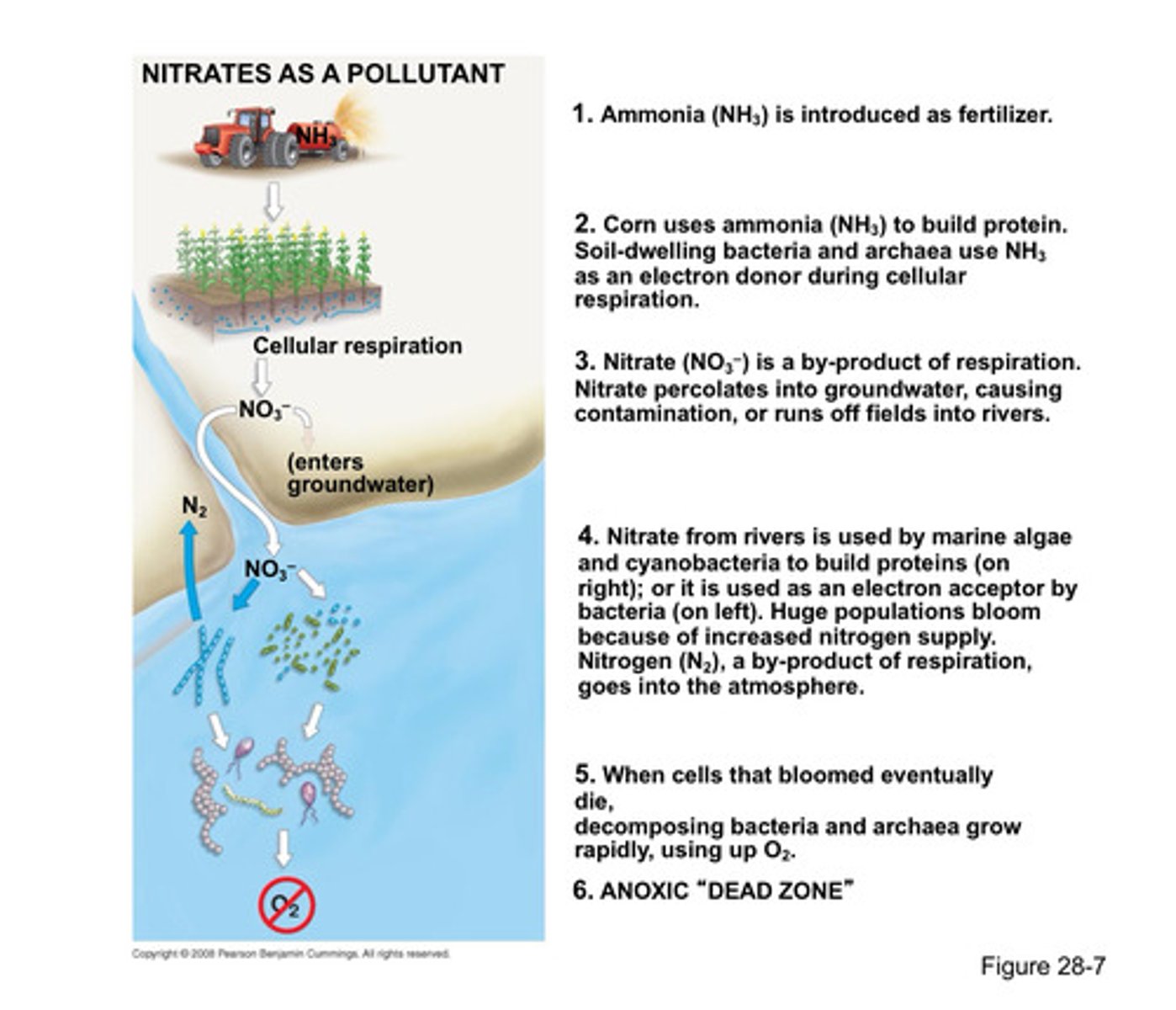 <p>ammonia in fertilizer → nitrate as a byproduct of respiration by plants and soil bacteria → contaminates groundwater and creates runoff into rivers → nitrate causes massive algae blooms, releasing N₂ → blooms die and decomposing bacteria/archaea grow rapidly and use up O₂ → anoxic zone</p>