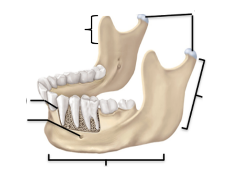 <p>Identify the facial bone and it’s feature(s)</p>