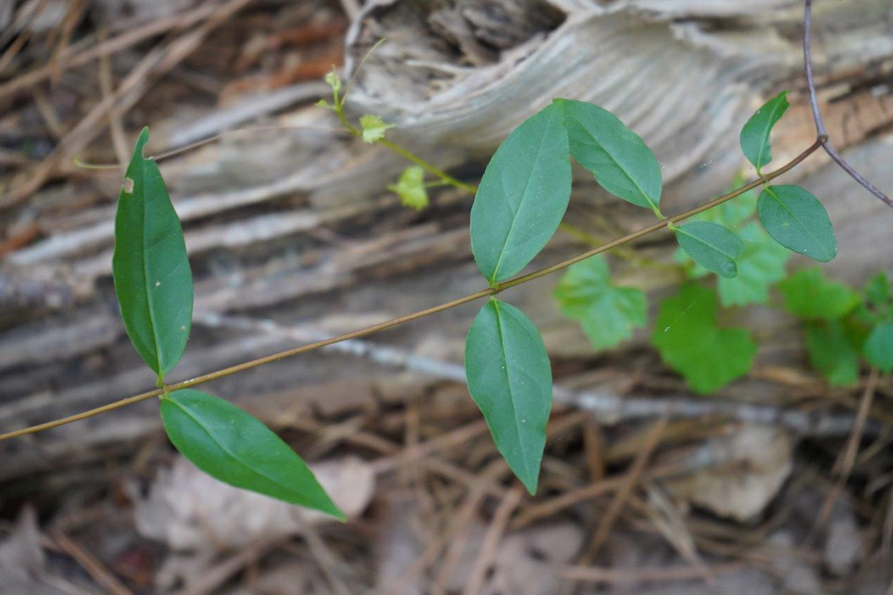 <p><em>Gelsemium sempervirens </em></p>