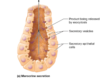 <p>they package their products into secretory vesicles for release by exocytosis</p><p></p>