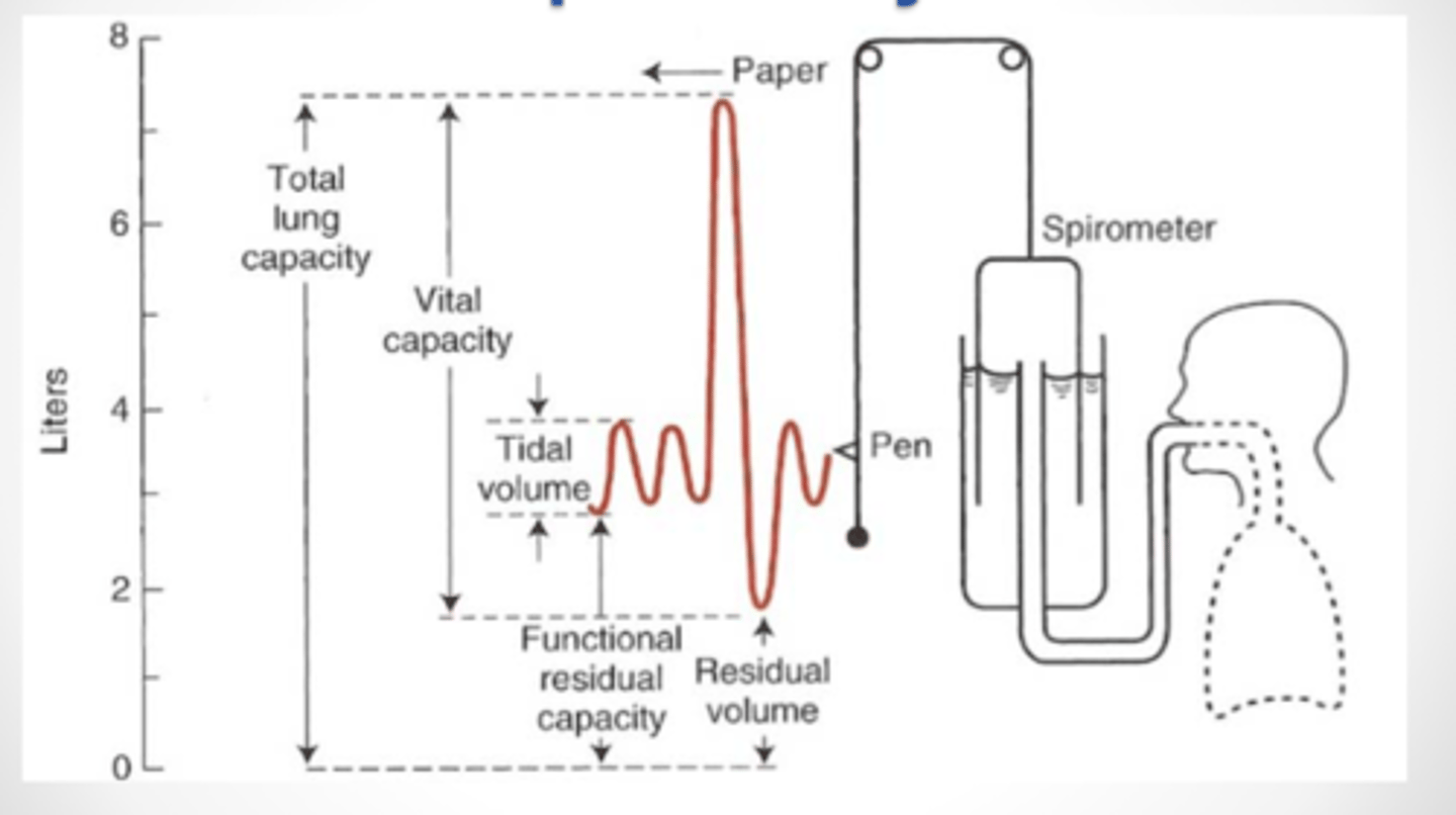 <p>measuring lung volumes</p>