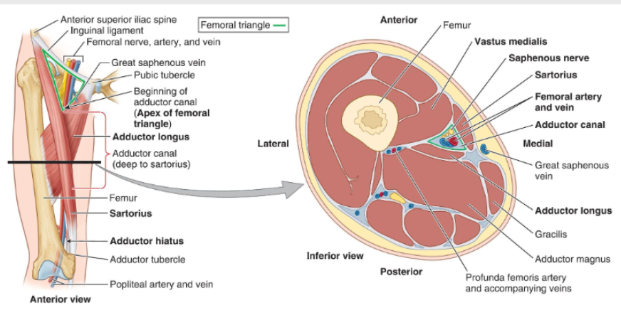 <p>A narrow fascial tunnel in the anterior thigh that carries femoral vessels to the popliteal fossa.</p>