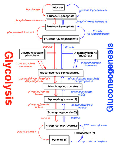 <p>Gluconeogensis Purpose </p>