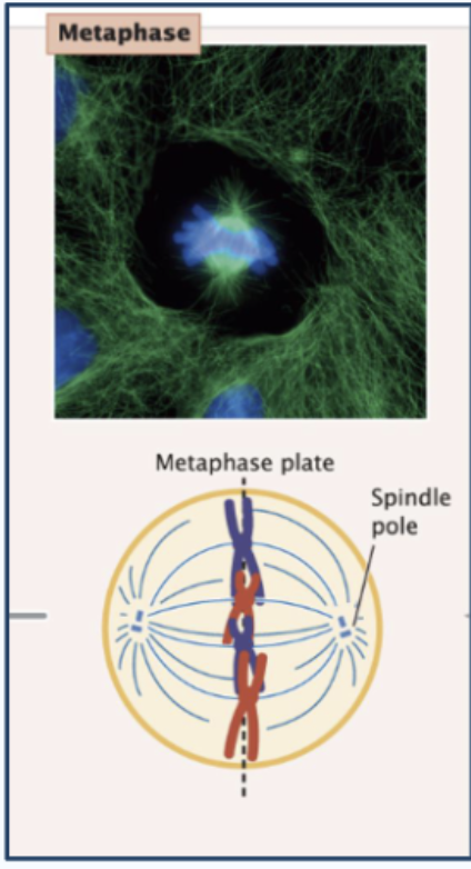 <p>Third stage of mitosis; chromosomes are perfectly aligned and the cell checks that everything is ready before separation</p><ul><li><p><strong>Chromosomes line up at the metaphase plate</strong></p></li><li><p><strong>Spindle microtubules arrange chromosomes</strong> (make sure they are lined up correctly; every chromosome attached to opposite microtubules so the chromatids can be pulled apart) - Microtubules from <strong>opposite centrosomes</strong> attach to <strong>opposite kinetochores</strong></p></li><li><p><strong>M checkpoint prevents next phase, ensures:</strong></p><ul><li><p><strong>Both sister chromatids are attached</strong> to spindle fibers (No unattached kinetochore is allowed)</p></li><li><p><strong>Lined up at metaphase plate</strong></p></li></ul></li></ul><p></p>