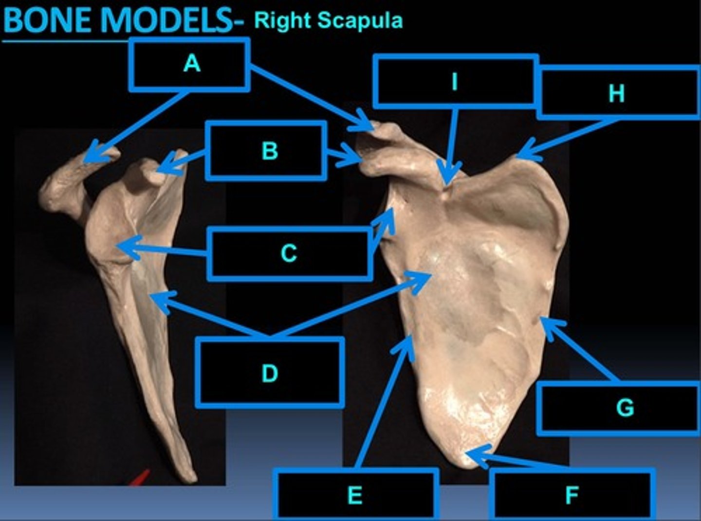 <p>E</p>