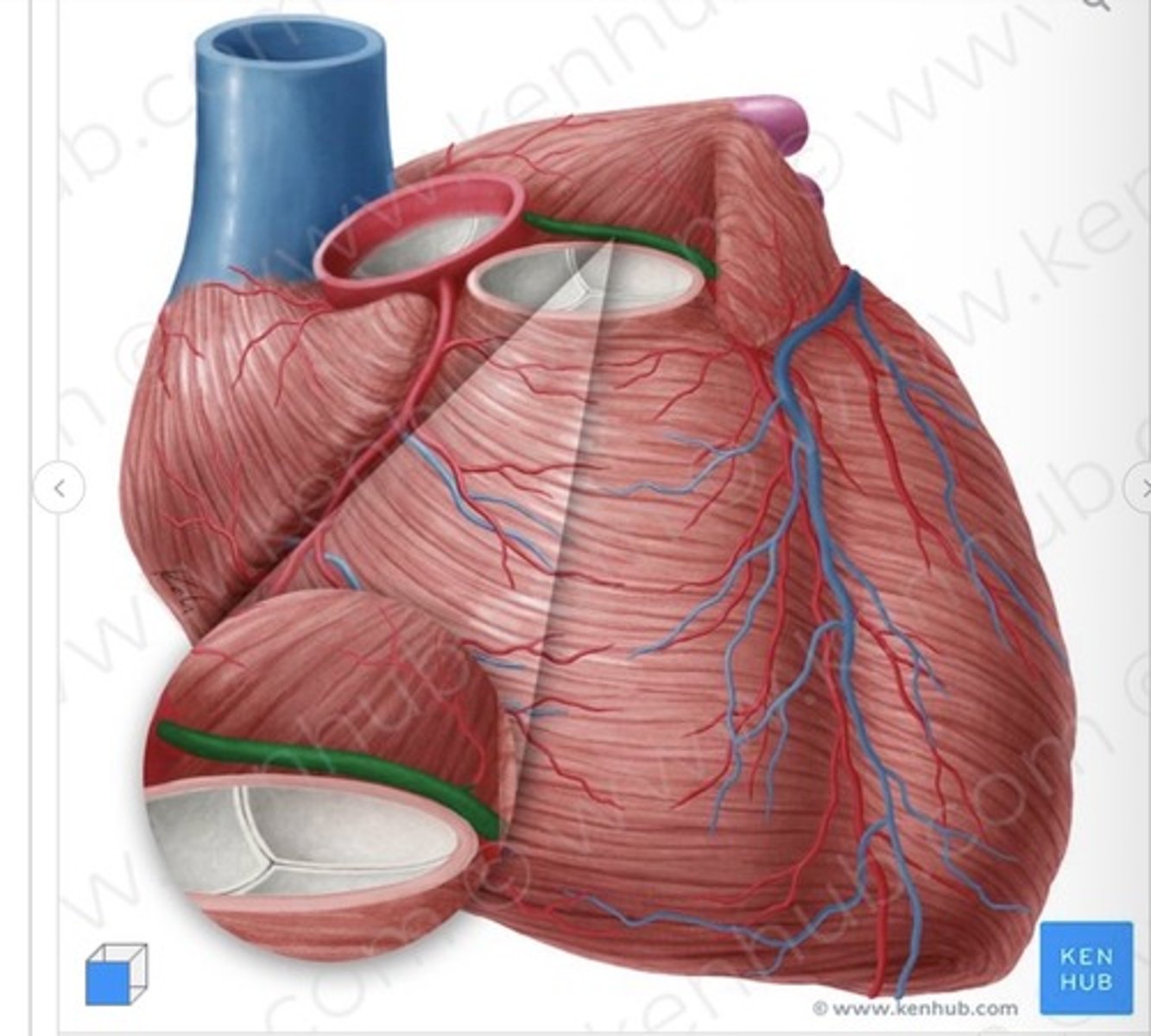 <p>(pictured with musculature, frontal view)</p>