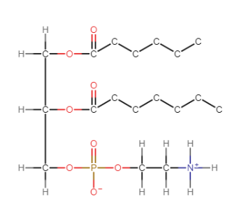 Select the hydrophobic region(s) of the glycerophospholipid shown.