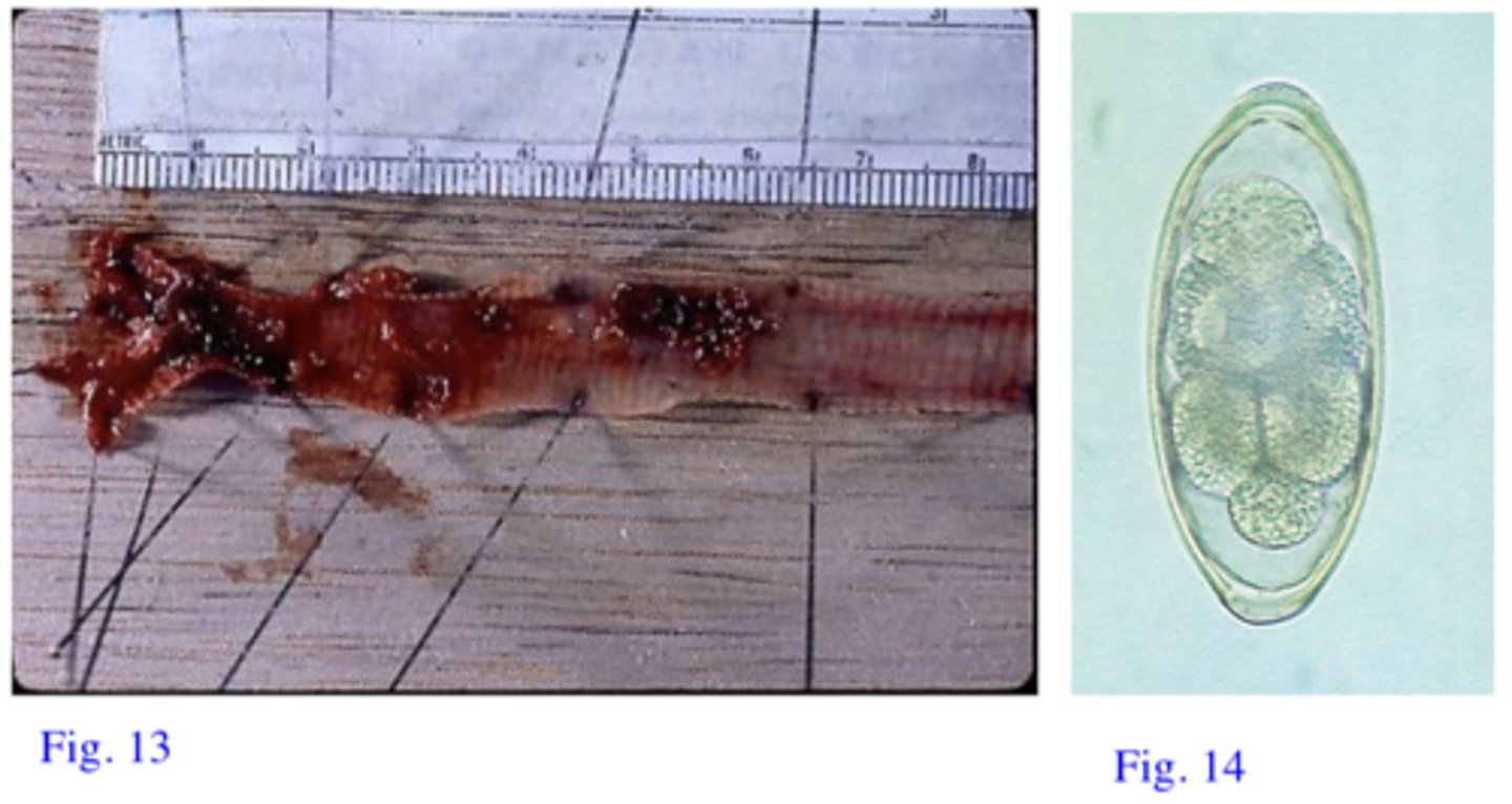 <p>Station 8: </p><p>You have been asked to a pheasant farm that is experiencing mortality in young birds. Thebirds show signs of suffocation (gasping for air with outstretched necks andopen mouths). You open the body of a dead bird and in the trachea find the lesions and theparasites shown in Fig. 13. Furthermore in the faeces you find the eggs shown in Fig. 14.</p>