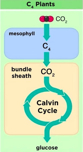 <p><span style="background-color: transparent;"><em><span>(Corn, Sugarcane)</span></em></span></p><ul><li><p><span style="background-color: transparent;"><strong><span>spatially separates CO2 fixation </span></strong></span></p></li><li><p><span style="background-color: transparent;"><span>(mesophyll/bundle sheath cells) </span><strong><span>for hot/sunny climates </span></strong></span></p></li></ul><p></p>