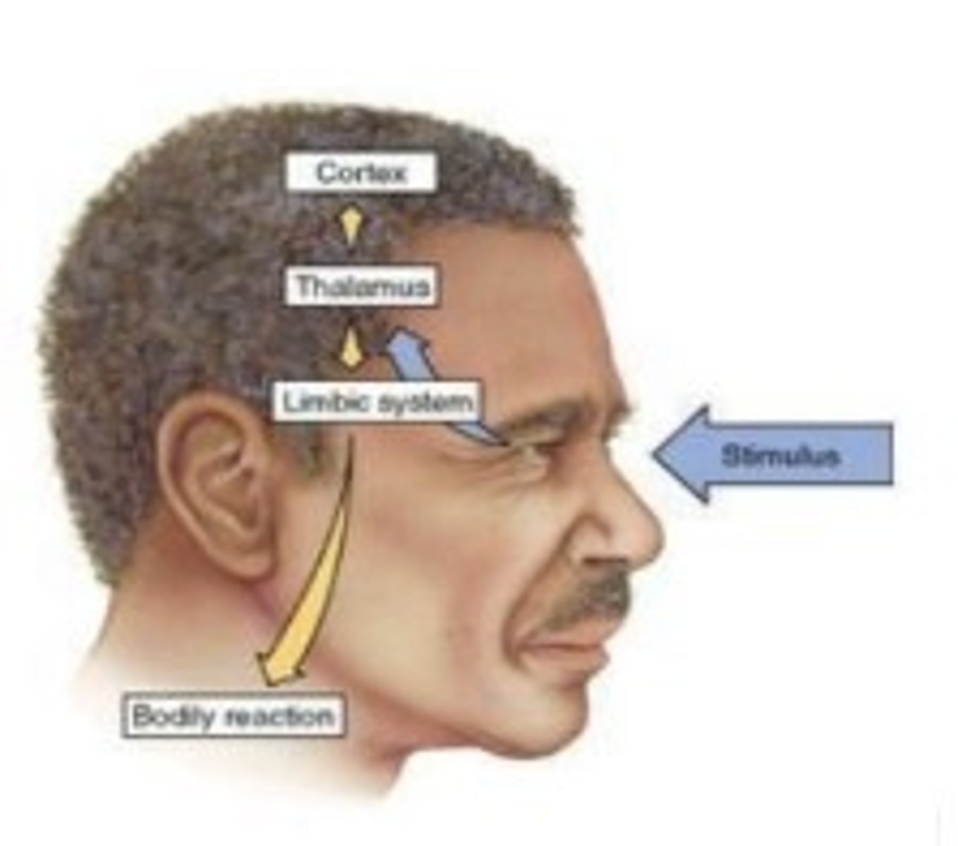 <p>Emotions (caused by stimuli) travel simultaneously up to the brain (cognitive awareness) and down to the body (visceral sensation) </p>