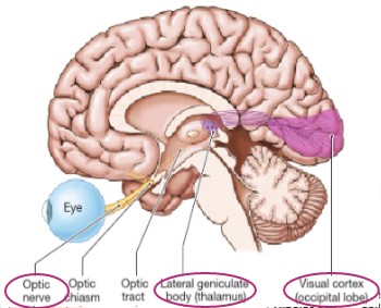 <p>Receiving visual info in the form of photons of light</p><p>Info transmitted through pupil of eye and hits retina in back </p><p>Hits particular sensory receptor cells in retina - photoreceptors - able to detect this particular light</p><p>Photoreceptors that express a specific protein are activated by specific wavelengths of light - causes change in membrane potential, getting a movement of ions</p><p>Allows change in neurotransmitter passed on to next cell</p><p>Photoreceptors not directly innervated by primary sensory neurones</p><p>Info passed on through more neurones before it reaches retinal ganglion cells</p><p>Axons of retinal ganglion cells make up second cranial nerve, optic nerve</p><p>Info passed along via optic nerve via optic tract, to thalamus then to third order neurone which terminates in visual cortex in occipital lobe</p>