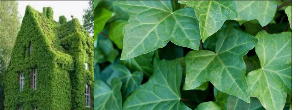 <p>Araliaceae</p><p>Hedera helix</p>