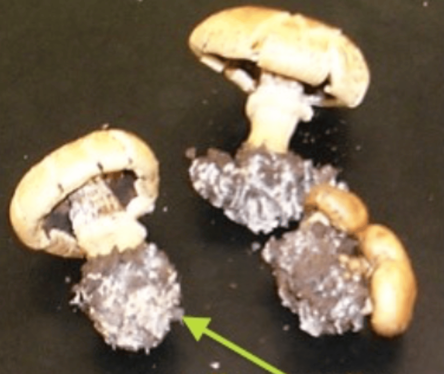 <p>• Multicellular</p><p>• Includes molds &amp; mushrooms</p><p>• Sexual or asexual reproduction</p><p>• Mushrooms grow outward from</p><p>mycelium</p>