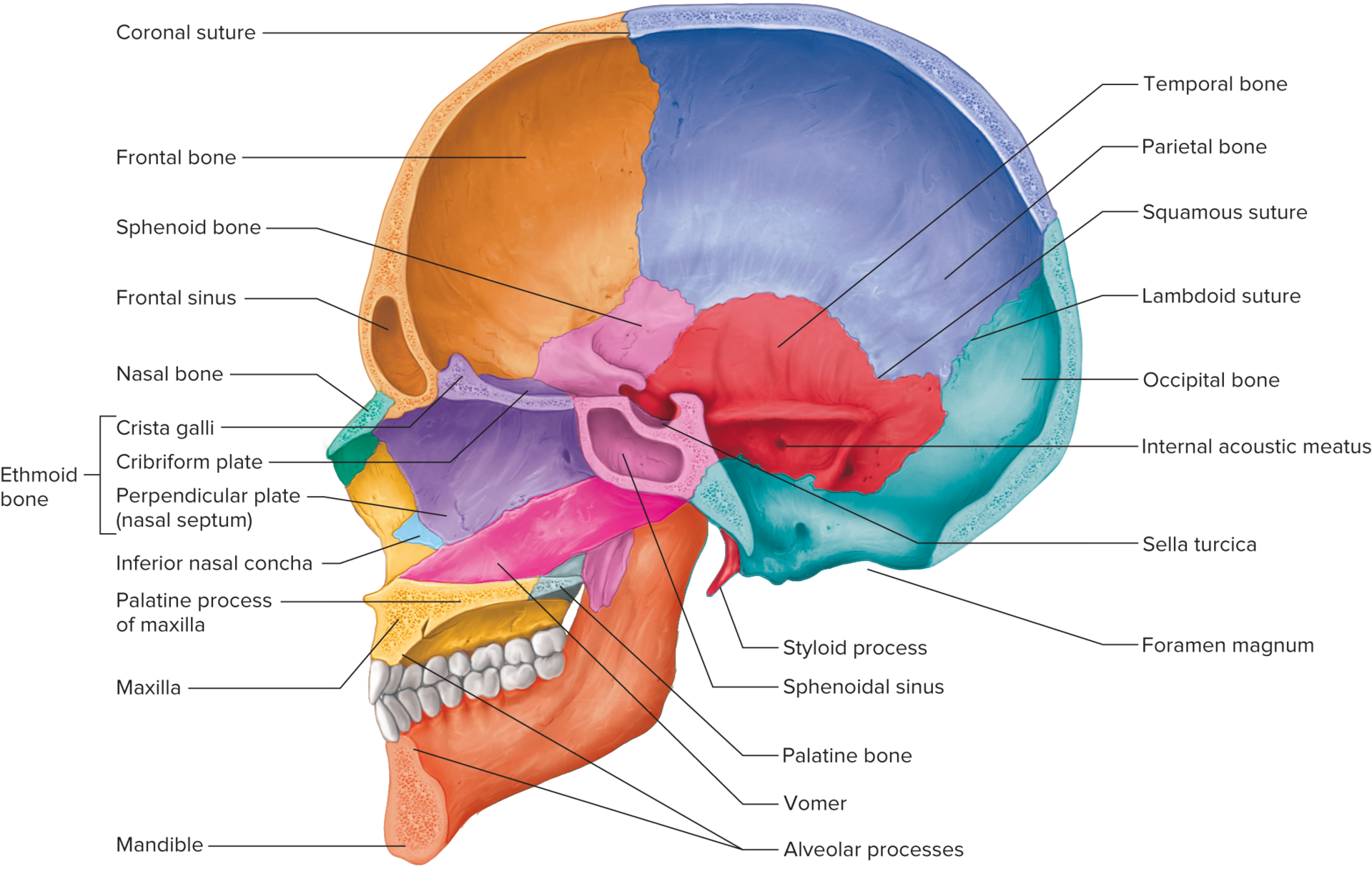 <p>triangular process of the ethmoid bone that projects upward into the cranial cavity between the cribriform plates</p>