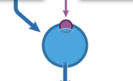 <p>The egg cell will act as a host and the genetic information will come from the mammary cell form the sheep that will be cloned. Nucleus from the sheep will be placed into the egg cell. </p>