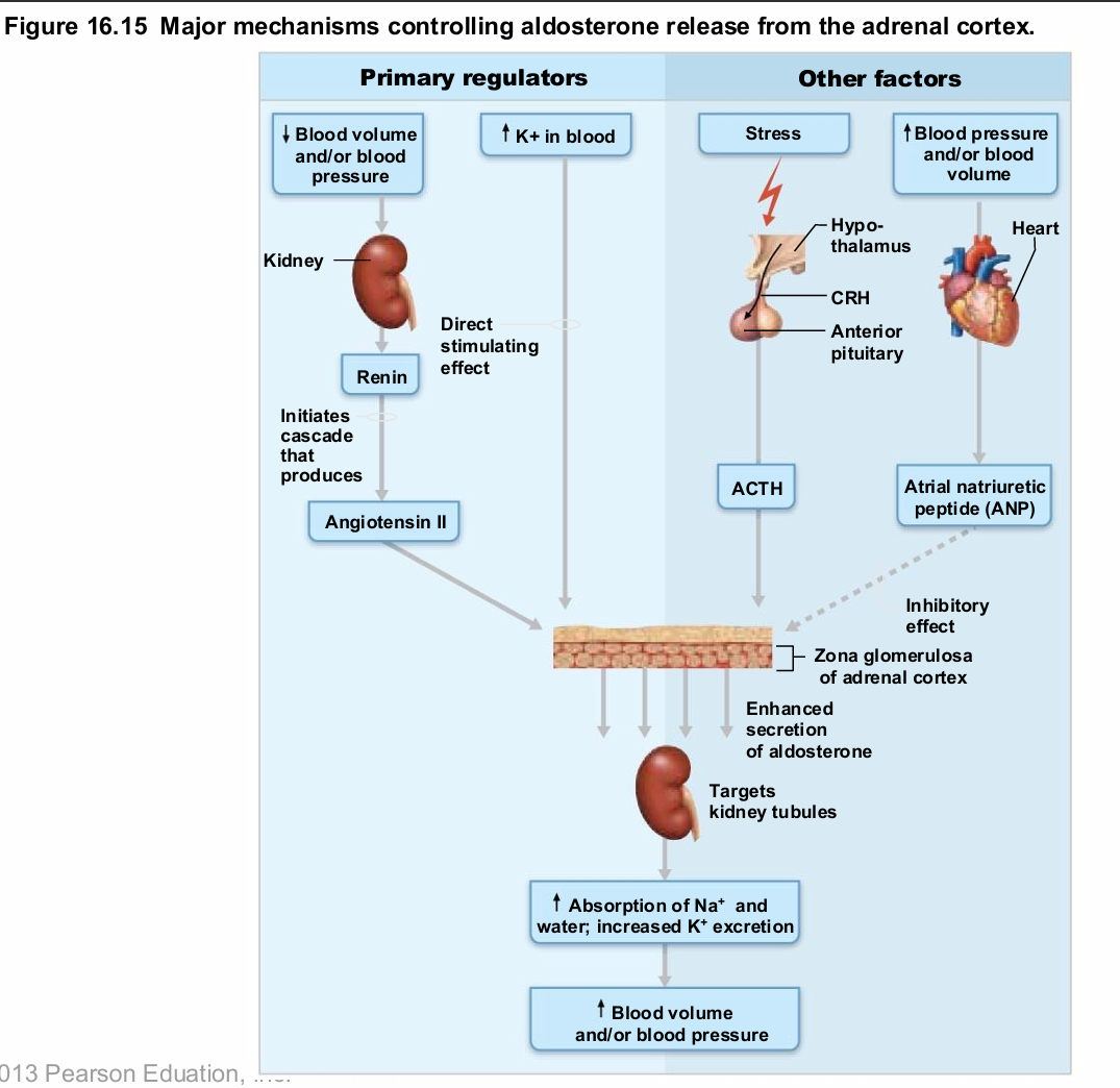 <ul><li><p>Renin-angiotensin-aldosterone mechanism: decreased blood pressure stimulates kidneys to release renin → triggers formation of angiotensin II, a potent stimulator of aldosterone release </p></li><li><p>Plasma concentration of K+: increased K+ directly influences zona glomerulosa cells to release aldosterone</p></li><li><p>ACTH: causes small increases of aldosterone during stress</p></li><li><p>Atrial natriuretic peptide (ANP): blocks renin and aldosterone secretion to decrease blood pressure</p></li></ul><p></p>
