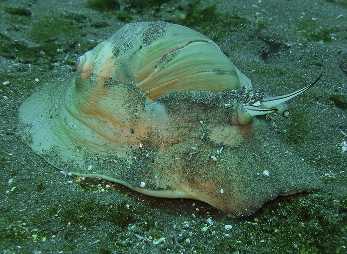 <p>Lewis’s Moon Snail</p>