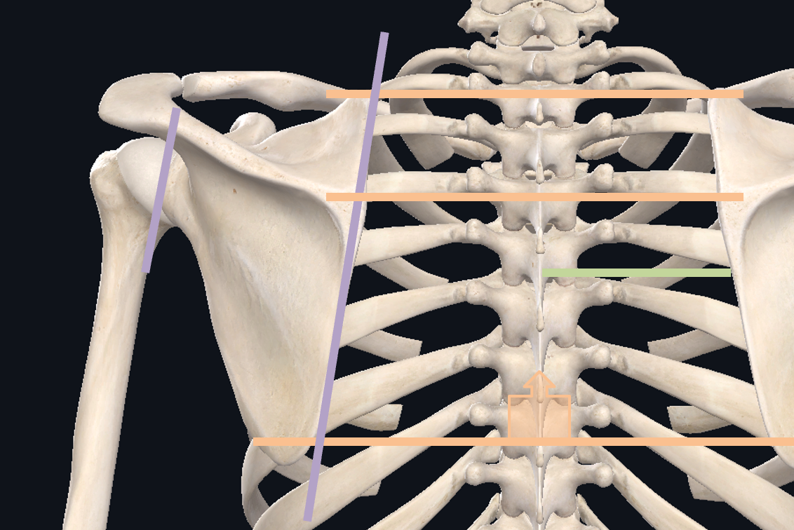 <p>2 inches from midline</p>