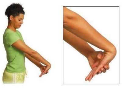 <p>To self-stretch the Wrist Extensors, what movements do you need to do?</p>