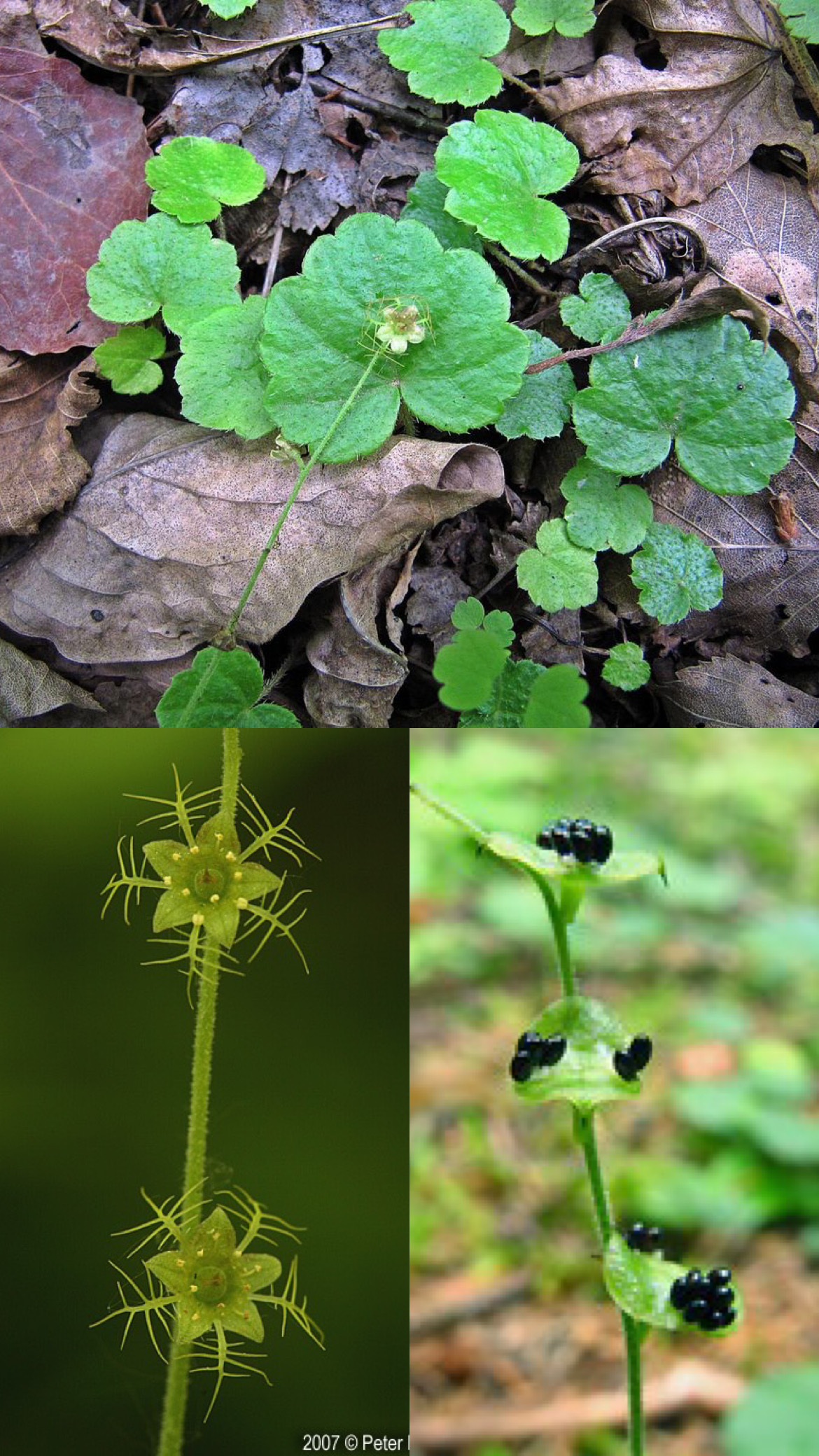 <p>spp. Miterwort</p>