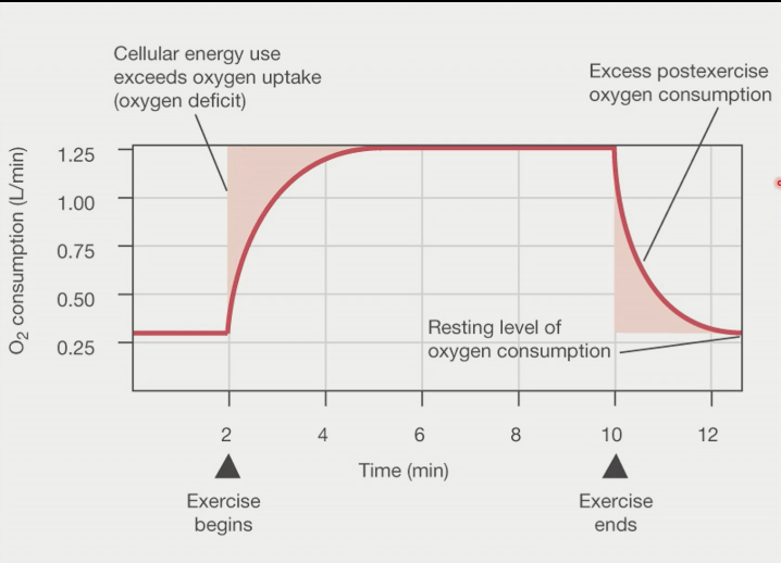 oxygen - from blood, stored bound to myoglobin

fuel = glucose - from blood (liver make it from glycogen), stored in muscle (glycogen), fast delivery rate