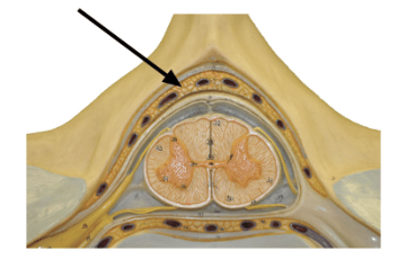 <p>Identify structure.</p>