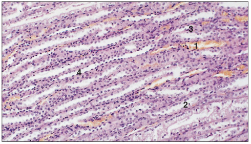 <p>Identify the structure:</p><p>Specie:</p><p>Parts:</p><p>1.__ 2.__ 3.__ 4.__ </p><p>Stain used:</p>