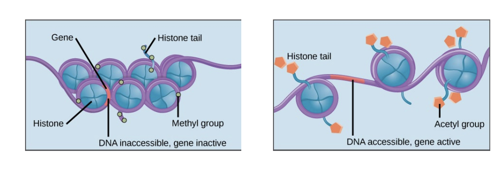 <p>modifications to histone tails render chromatin into open or closed conformation</p><ul><li><p>tighter wrapping = less accessible; looser wrapping = accessible DNA -&gt; transcription</p></li></ul><p>methyl = condensed acetyl = loosened</p>