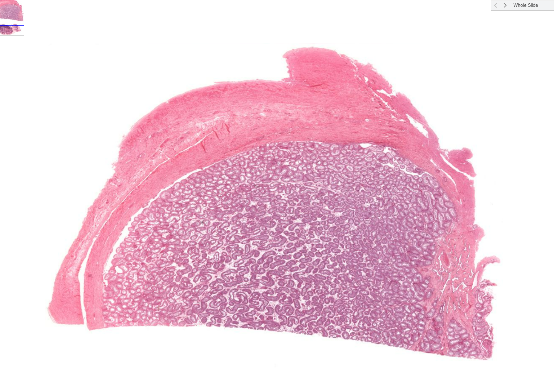 <p>Organ?</p><p>Outer layer?</p>
