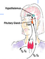 <p><span style="font-family: Verdana, sans-serif"><strong><u>Hormone</u>: <em>thyroid stimulating</em></strong></span></p><p><span style="font-family: Verdana, sans-serif"><em>&nbsp;&nbsp;hormone (TSH)</em></span></p><p><span style="font-family: Verdana, sans-serif"><strong><u>Function</u>:&nbsp;</strong></span></p><ul><li><p><span style="font-family: Verdana, sans-serif">&nbsp;- stimulates production of&nbsp;&nbsp;</span></p></li><li><p><span style="font-family: Verdana, sans-serif">&nbsp;&nbsp;&nbsp;Thyroxin(T4) and&nbsp;&nbsp;</span></p></li><li><p><span style="font-family: Verdana, sans-serif">&nbsp;&nbsp;&nbsp;Triiodothyronine (T3) by Thyroid gland</span></p></li><li><p><span style="font-family: Verdana, sans-serif">&nbsp;<em>* T4 must be converted to T3 for body to use&nbsp;</em></span></p></li></ul><p><span style="font-family: Verdana, sans-serif"><em>(Liver main area – Selenium required to remove molecule of Iodine</em></span></p>