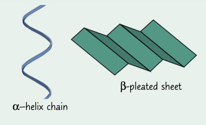 <p>peptide links can form hydrogen binds allowing the chain to from a alpha helix chain or beta pleated sheet</p>
