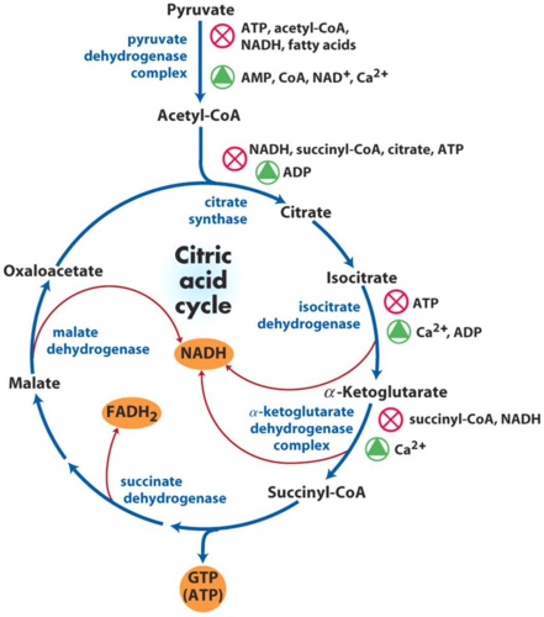 <p>TCA Cycle</p>