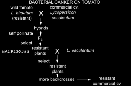 <p>Back-cross breeding hybridization</p>
