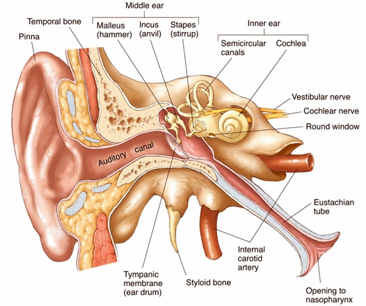 <p>Cochlea</p>